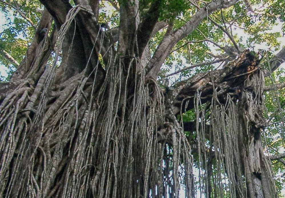 To be "Microservice" or not to be? - (2B || !2B) đĄ