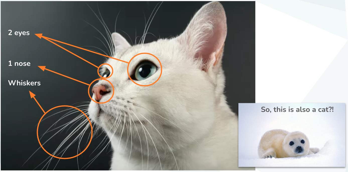 Rambo Cats - condition