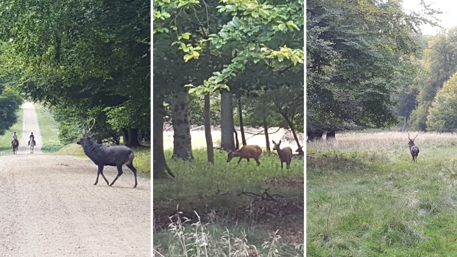 First year in Denrmark: dyrehaven