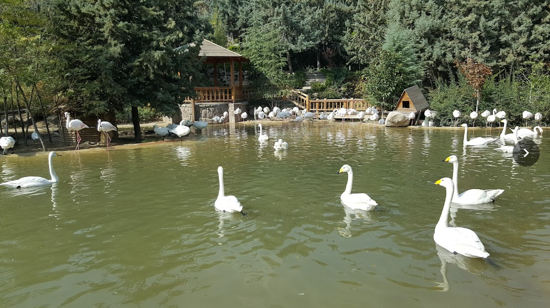 One of the bird parks, Tehran, 2015