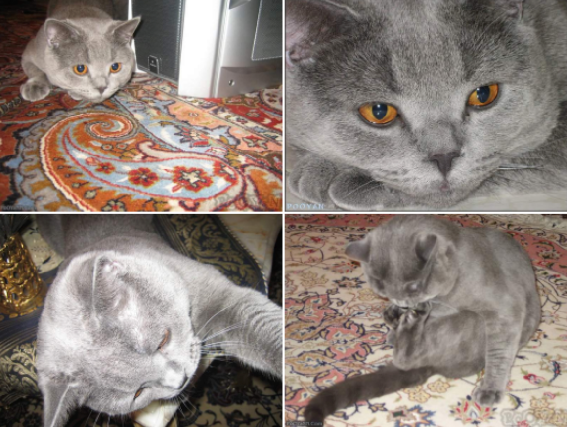 Thomas, our cat and new family member!